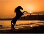 The Horse