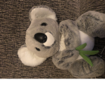 Top animal is koala fan club