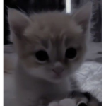 ! ember