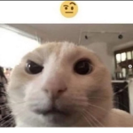 g u m m y c u l t