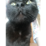 Ale Katzen sind cool