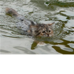 Marshclan (Warrior Cat Rp)
