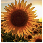 THE SUNFLOWER GROUP! :)