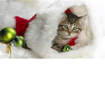 Ity B itty Kitty Committee