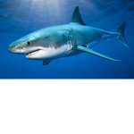 Shark_Nation