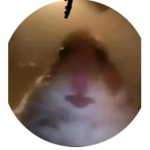 Hamster Gang!!!!
