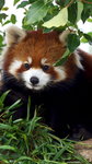 Red panda official