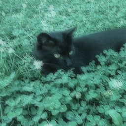 ⊱✿⊰