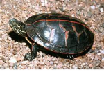 Team Turtle!!!!!!!!!