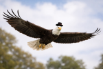 Bald Eagle!!