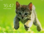 CATS COOL COOL CATS