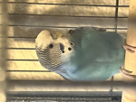 Budgie studios!!