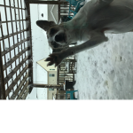 PETS RULE AND HAVE FUN