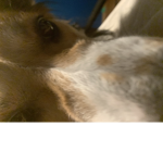 Cult of my dog bandit <3