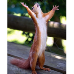 SquirellFAN#CLUB