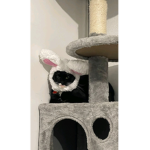 Cattopia Group:3