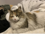 Cats club Catnoblade