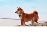 The Doge Cup