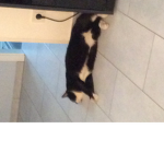 Der Kater