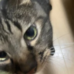 たかりき Group Thumbnail