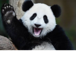 The giant panda army
