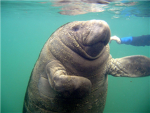 Manatee Corporation
