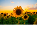 Sunflower Fam!!