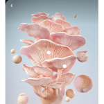 Mushroom army:)))