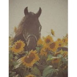 -Horse Crazy-