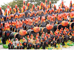 Army of chickens