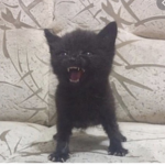 Cute Kitten Fans