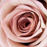 Aesthetic Roses Clothing