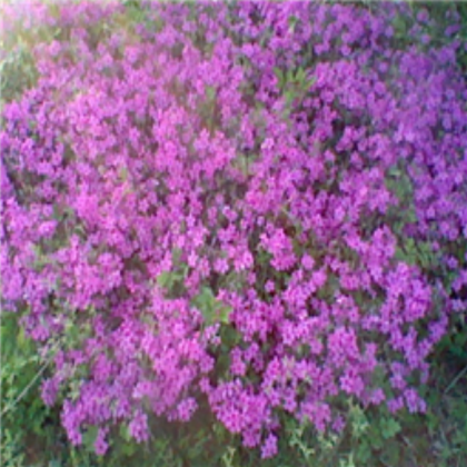 Flower skybox