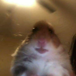 The hamster group <3