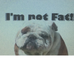 THE NOT FAT MAN’S