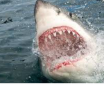 -shark gang-