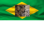 catBrazil