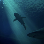 Uncharted Sharks