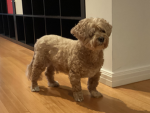 milo's paws