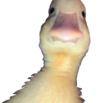 Enten Fan club