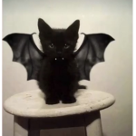 Black Wings <3