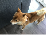 Little Doge