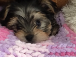 SLEEP PUPPY