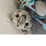 Stuffie Fan Club