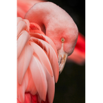 Very cool flamingos
