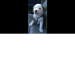 Pupzone