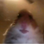 Rileys hamster cult