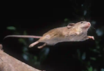 FallingMice