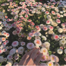 🌳
