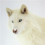 Wolf LIfe RP